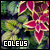 Coleus